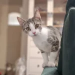 Frytka