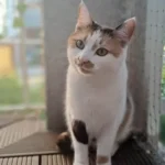 Troja