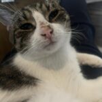 Lucek
